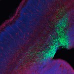 Rat Neocortex