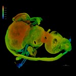Firefly Central Nervous System